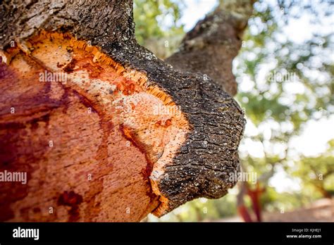 Oak tree bark Stock Photo - Alamy