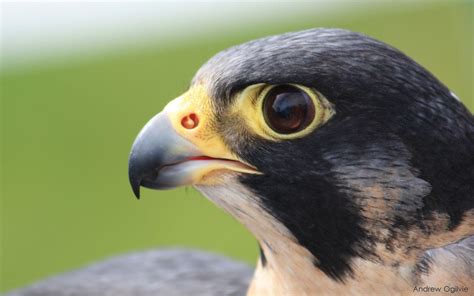 Peregrine Falcon Wallpapers - Wallpaper Cave