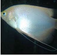 Ikan Hias Blue Gourami - Bhadrasana