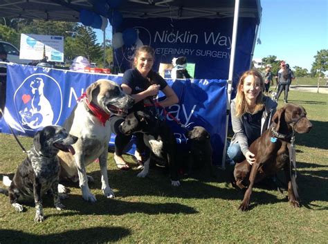 SCARS & 4 Paws Annual Walk 4 Awareness - Nicklin Way Veterinary Surgery