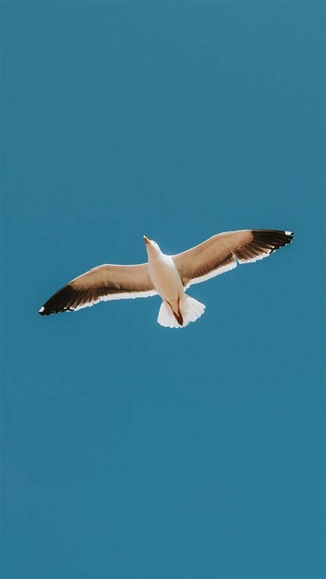 Pin by æ°¸æ å½­ on 無標題 | Birds in the sky, Seagull, Birds flying