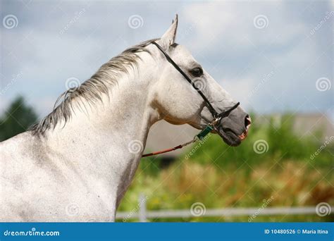 White horse portrait stock photo. Image of arabian, equestrian - 10480526