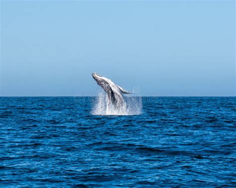 Humpback Whale Breaching stock photo. Image of tail - 230721876