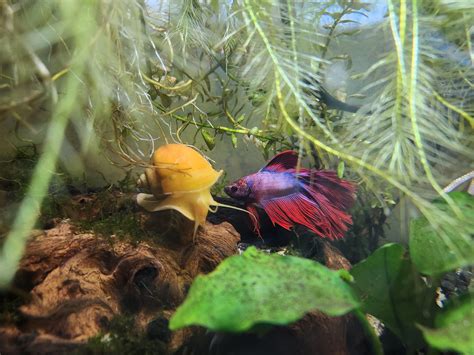 best buds : r/FishTankPhotography