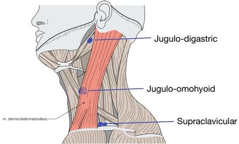 Swollen lymph nodes supraclavicular - sheryshark