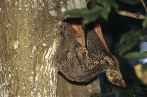 DNA analysis suggests colugos are part of a primate sister group