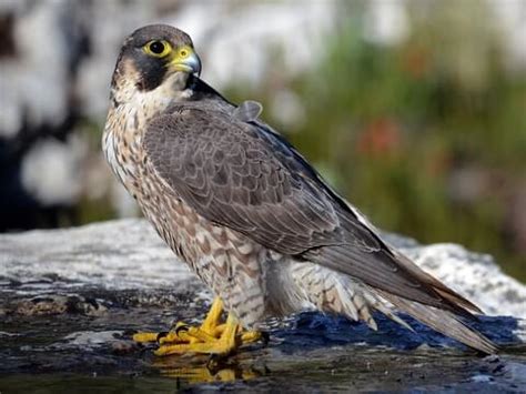 Peregrine Falcon | Celebrate Urban Birds