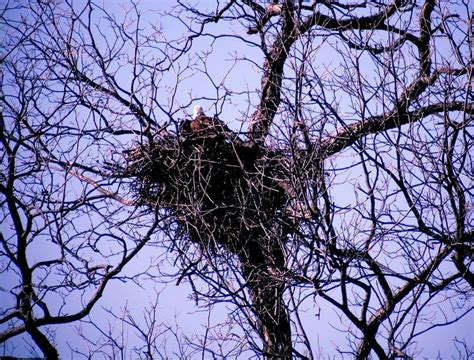 Bald Eagle Nesting | Bald eagle, Eagle nest, Science and nature