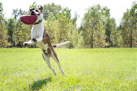 frisbee-disc-for-dogs | Dog Toys Advisor