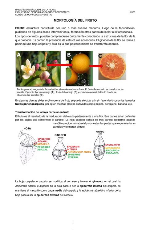 Frutos 1 - FACULTAD DE CIENCIAS AGRARIAS Y FORESTALES 2020 CURSO DE MORFOLOGIA VEGETAL 1 ...