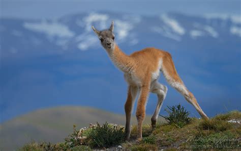 Chulengo. Baby Guanaco (Lama guanicoe) standing on the hill top. Torres del Paine National Park ...