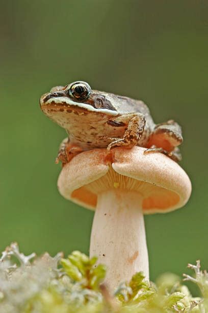 Wood Frog Stock Photos, Pictures & Royalty-Free Images - iStock