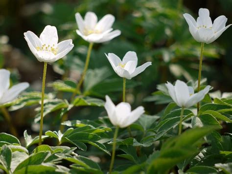 Wood Anemones (Anemone nemorosa) © Andrew Curtis cc-by-sa/2.0 ...