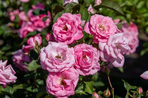 Shrub Roses Care: Types And Tips For A Beautiful Garden - [Updated June ...