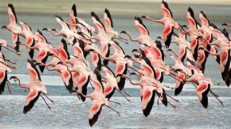 Lake Manyara National Park Birds | Lake Manyara wildlife Tours | Tanzania