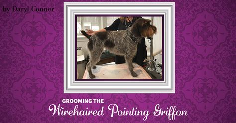 Grooming the Wirehaired Pointing Griffon - Groomer to Groomer