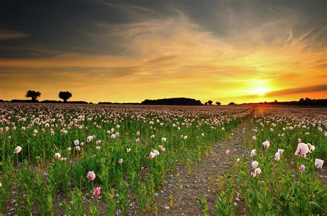 Poppy Field At Sunset Photograph by Andreas Jones - Fine Art America