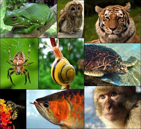 Which Animal Has The Most Extreme Sense of Hearing? | Popular Science