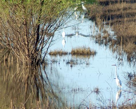 Wetland Birds Reflected Photograph by MountainSky S - Fine Art America