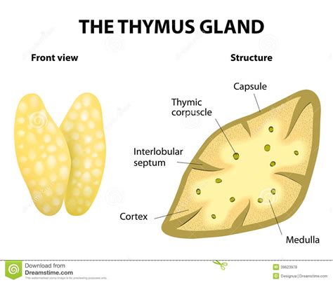 Thymus clipart 20 free Cliparts | Download images on Clipground 2024