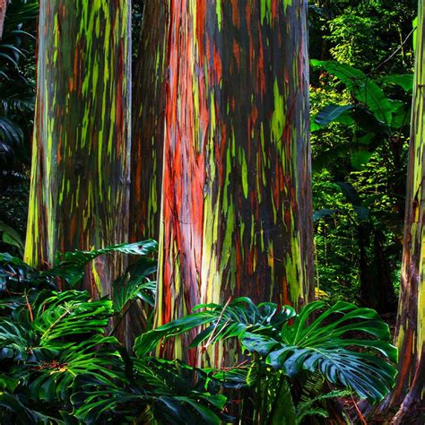 Rainbow Eucalyptus Trees for Sale – FastGrowingTrees.com