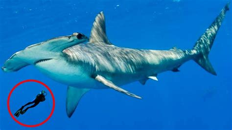 Most FASCINATING Shark Behavior! - YouTube