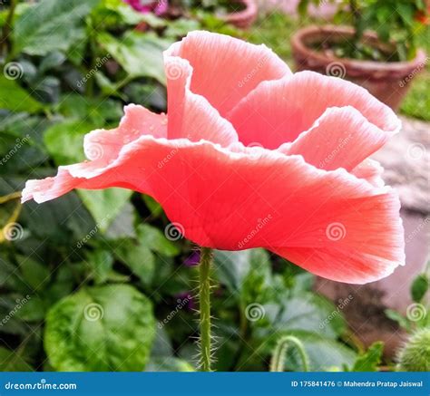 Poppy flower in garden stock photo. Image of flower - 175841476