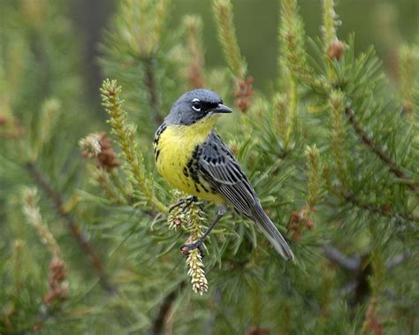 Kirtlands Warbler (Dendroica kirtlandii) Northern United States | Watercolor bird, Bird photo ...