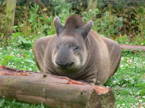 Brazilian Tapir at South Lakes, 04/07/14 - ZooChat