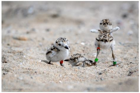 Western Snowy Plover reaches important milestone in its recovery | Audubon California