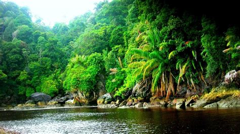 Amazon River Rainforest at lancejcorona blog