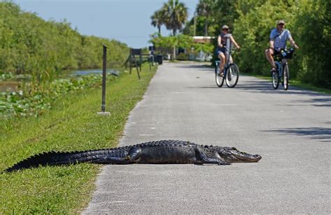 Shark Valley at Everglades National Park: Great bike trail; wildlife