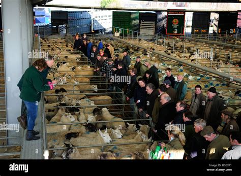 Melton Mowbray Cattle Market,Leicestershire England Stock Photo - Alamy