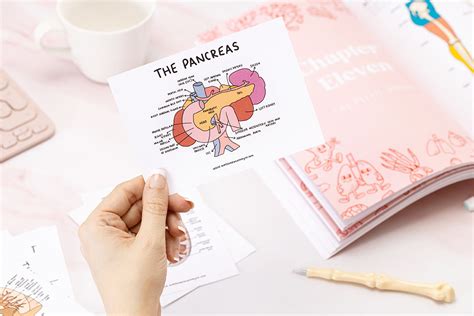 Set of Illustrated Anatomical Organ Flashcards A6 // Revision, Set, St ...