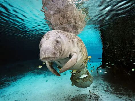 Florida Manatee Facts | Anatomy, Diet, Habitat, Behavior - Animals Time