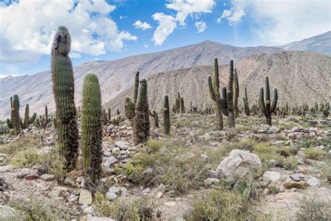 Cacti Growing at Ruins of Pre-Columbian Fortification Pucara Near Tilcara Village in Quebrada De ...