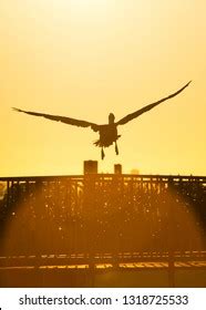 Pelican Silhouette Sunset Stock Photo 1318725533 | Shutterstock