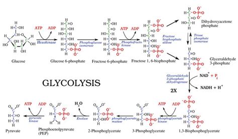 Glycolysis: steps, diagram and enzymes involved - Online Biology Notes ...