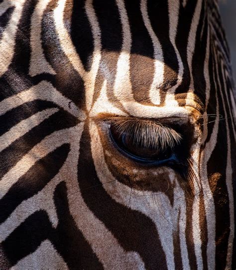 Close up striped zebra. · Free Stock Photo