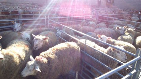 Steady growth in the UK’s sheep meat production - Agriland