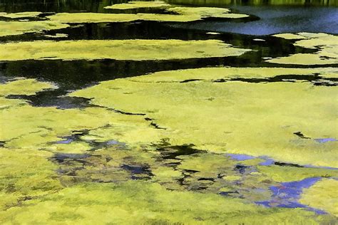 What Is Nutrient Pollution? - WorldAtlas