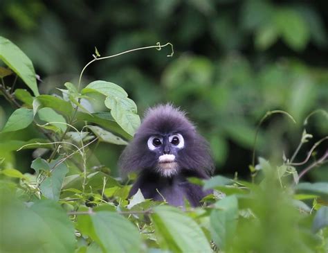 In our Spotting of the Day, we introduce you to this spectacled leaf monkey, also known as the ...