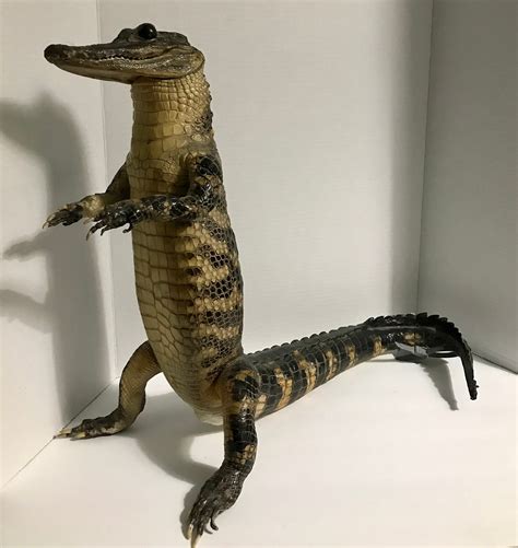 Vintage 18tall 22long Taxidermy Real Full Standing Alligator - Etsy