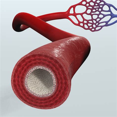 3d model human blood vessels anatomy