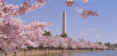 National Cherry Blossom Festival 2024 | Festivals | Fifty Grande