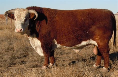 Horned Hereford Bull | Cattle, Animals, Bull horns