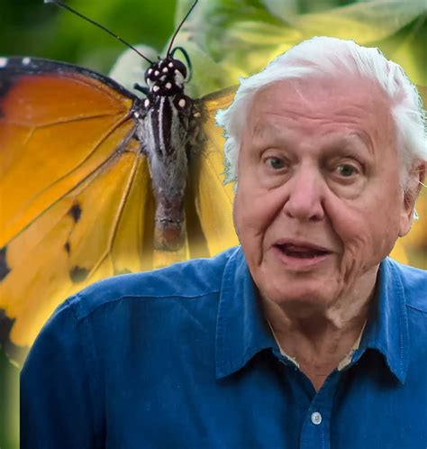 BBC - Some very clever insects | Attenborough's Life in Colour