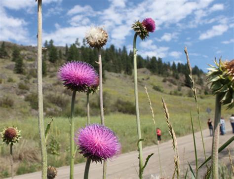 Washington State Noxious Weed Control Board