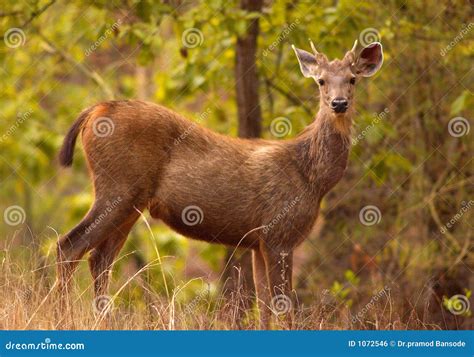 Indian sambar deer stock photo. Image of horns, india - 1072546