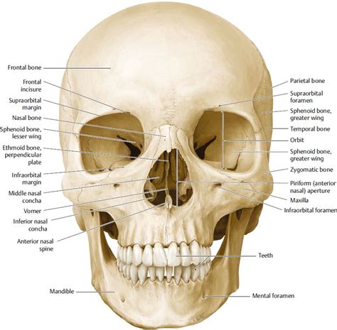 Image result for facial skeleton | Anatomia, Teschi, Disegni